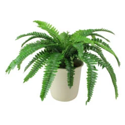 Northlight 21" Green And Cream White Boston Fern Artificial Potted Plant