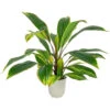 Northlight 25" Artificial Dracaena Plant In A Off White Pot 1 Northlight 25" Artificial Dracaena Plant In A Off White Pot -Northlight 6a73e9380d40496fab74c344fcabd8f9