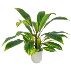 Northlight 25" Artificial Dracaena Plant In A Off White Pot