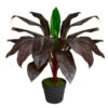 Northlight 23" Red And Green Artificial Dracaena Potted Plant Home Decor