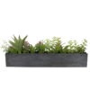 Northlight Mix Succulent In Long Wooden Case H21.59cm -Northlight 895f52862456406aab29f9a56cd04ac0