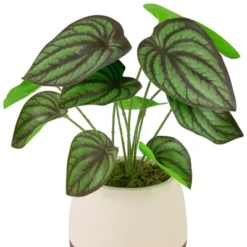 Northlight 10.25" Artificial Peperomia Plant In Two-Tone Ceramic Pot 10 Northlight 10.25" Artificial Peperomia Plant In Two-Tone Ceramic Pot -Northlight GUEST 247ab378 491f 4bdc 94d9 eaa7465167c3