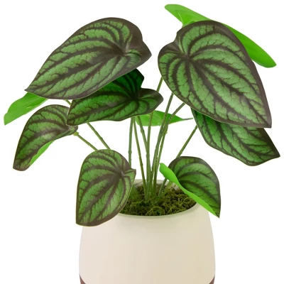 Northlight 10.25" Artificial Peperomia Plant In Two-Tone Ceramic Pot 6 Northlight 10.25" Artificial Peperomia Plant In Two-Tone Ceramic Pot - Image 4