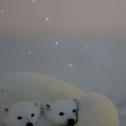 Northlight Fiber Optic Lighted Mama Polar Bear And Cubs Canvas Wall Art 23.5" X 15.5"