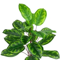 Northlight 30" Two-Tone Green Calathea Artificial Potted Plant -Northlight GUEST 28577e23 61e1 423c afc8 ce4549ddd08a