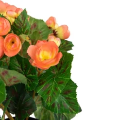 Northlight 11" Coral Pink Potted Silk Begonia Spring Artificial Floral Arrangement -Northlight GUEST 30d14bb4 e70a 426d 91bf ed2daaf1b2eb