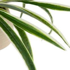 Northlight 20" Artificial Dracaena Plant In Beige Ceramic Pot -Northlight GUEST 748ee981 4763 42e4 9d1f 944e04cf3309