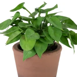 Northlight Real Touch™ Artificial Peperomia Watermelon Begonia Plant In Terracotta Style Pot - 7" -Northlight GUEST 96e464ba 6fd1 4979 9051 71eed69061b0