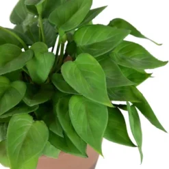 Northlight Real Touch™ Artificial Peperomia Watermelon Begonia Plant In Terracotta Style Pot - 7" -Northlight GUEST ad7cdec5 a507 4b2c bc90 d738c6d602ef