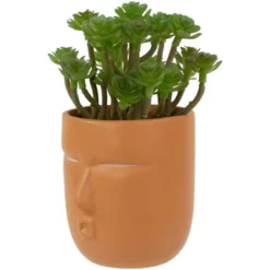 Northlight 5.5" Mini Artificial Succulent In Face Planter Pot -Northlight GUEST bb4aa3e4 9db6 4432 b405 eff5c564a597