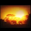 Northlight Safari Sunset LED Back Lit Decorative Elephant Canvas Wall Art 11.75” X 15.75” -Northlight GUEST c1ba938b d3d0 4973 ad28 a390869b3861