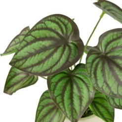 Northlight 10.25" Artificial Peperomia Plant In Two-Tone Ceramic Pot 11 Northlight 10.25" Artificial Peperomia Plant In Two-Tone Ceramic Pot -Northlight GUEST c2672db8 86e5 4fc6 9ac4 75c6abe68940