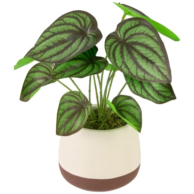 Northlight 10.25" Artificial Peperomia Plant In Two-Tone Ceramic Pot 4 Northlight 10.25" Artificial Peperomia Plant In Two-Tone Ceramic Pot - Image 2