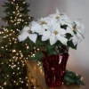 Northlight 22" White Artificial Christmas Poinsettia Flowers With Red Wrapped Base 1 Northlight 22" White Artificial Christmas Poinsettia Flowers With Red Wrapped Base -Northlight GUEST d3c4483f 7612 4a36 9675 e2bd96a693df