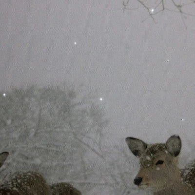 Northlight Large Fiber Optic Lighted Winter Woods With Deer Canvas Wall Art 23.5" X 15.5" 3 Northlight Large Fiber Optic Lighted Winter Woods With Deer Canvas Wall Art 23.5" X 15.5"