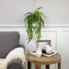 Northlight 18" Artificial Fern Plant With Moss Ball And Hanging Jute Cord