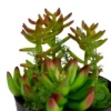 Northlight 8" Mixed Succulent Artificial Plant Arrangement In Pot - Green/Red -Northlight GUEST ded2932b 616c 4f16 bbe6 607d43679b4d