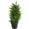 Northlight 2' Artificial Cedar Pine Petite Arborvitae Tree In Round Pot Unlit -Northlight dd320bf9d8fe41d1b826a50196f18f28
